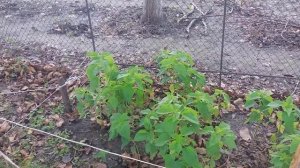 ЧИА ( ШАЛФЕЙ ИСПАНСКИЙ)