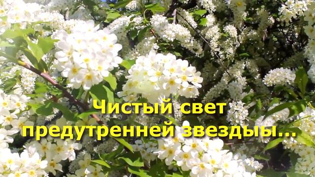 МОИ ПОЛЯНЫ смотреть онлайн