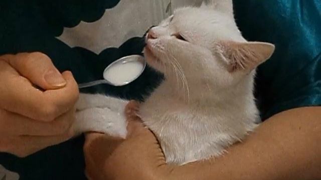 Кошка пьёт молоко с ложки смотреть онлайн