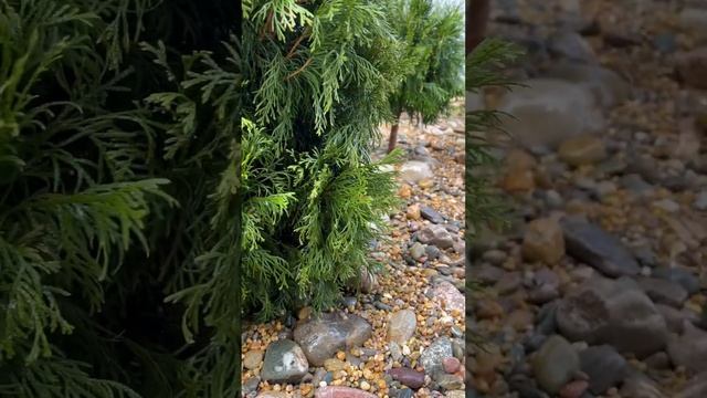 Идея применения гальки в ландшафтном дизайне #landscape #construction #diy #garden #gardendesign смотреть онлайн