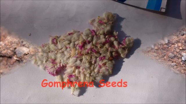 Which Flower Seeds To Sow In Summer Season/ Summer Flowers ?||Part 2 ||