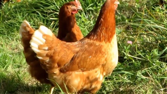 Canon Ixus 500 HS. Auf der Hühnerfarm. Ein Test - Video смотреть онлайн