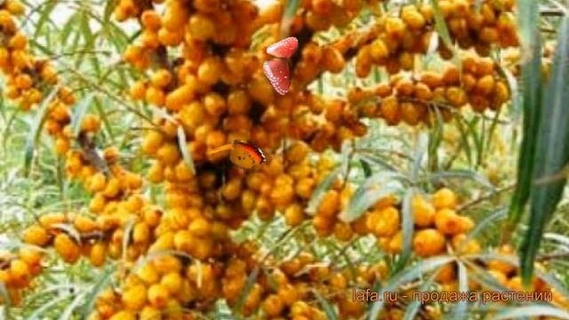 Облепиха обыкновенная Джемовая (hippophae rhamnoides) ? обзор: как сажать, саженцы облепихи Джемова смотреть онлайн
