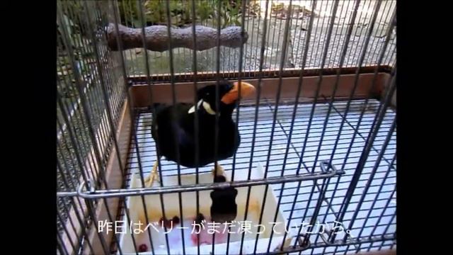 キュウカンチョウもビルベリー食べる Священная майна и черники смотреть онлайн