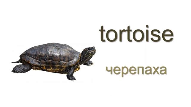 Животные по-английски [Animals - English Vocabulary Flashcards] смотреть онлайн