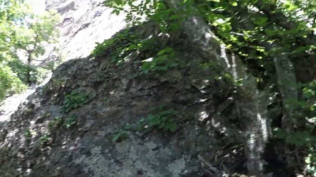 Кактусы растут на КМВ? И кактусы тоже!