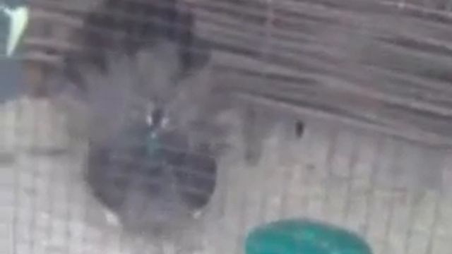 Фазаны, павлины, смотреть смотреть онлайн