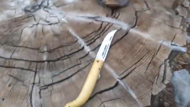 Gezlevi kayın mantarı (kavak, lâdin, istiridye mantarı) arama bulma anı Mesut Demir смотреть онлайн