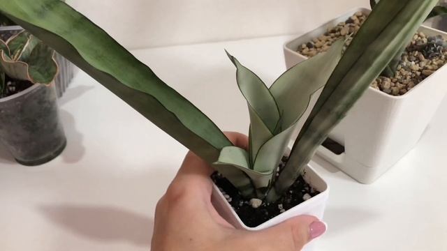 Обзор￼ моей маленькой коллекции Сансевиерий￼ смотреть онлайн