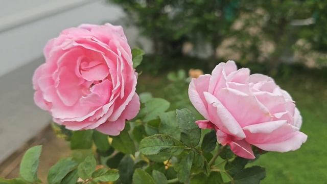 ??Blooming Frozen summer house rose смотреть онлайн