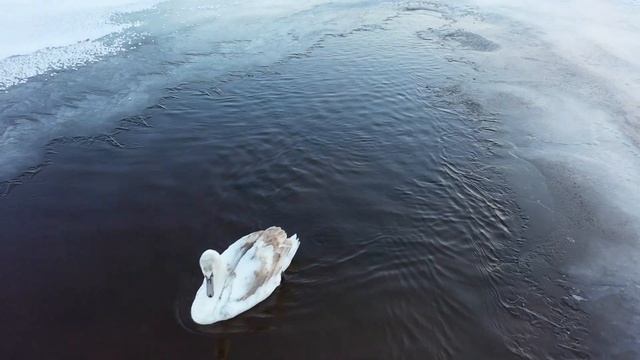 Вы такого ещё не видели!!! Редкое природное явление ? На реке - ледяной круг Belarus, Brest смотреть онлайн