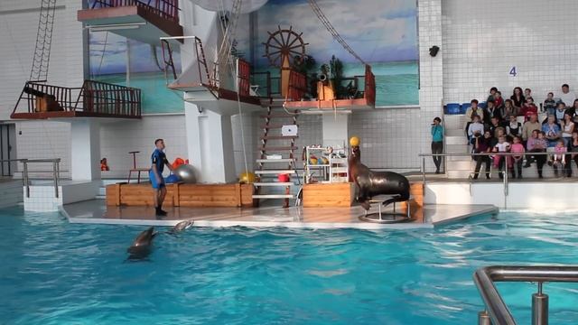 Дельфинарий города Набережные Челны Морская львица Даша Игра в волейбол смотреть онлайн