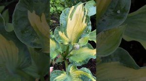 Хоста Голден Медоуз (Hosta Golden Meadows)