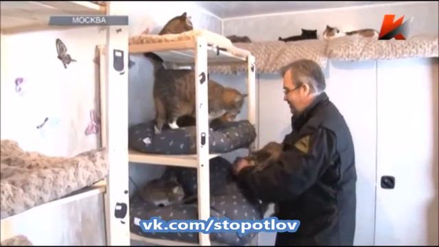 День защиты кошек смотреть онлайн
