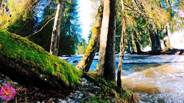 Relaxing music with Nature Sounds,Forest sounds,water sounds,waterfall,vodopady,RD Relaxation Music смотреть онлайн