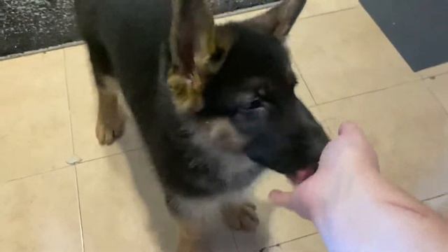 Учим команды сидеть стоять лежать, щенок немецкой овчарки 2 месяца смотреть онлайн