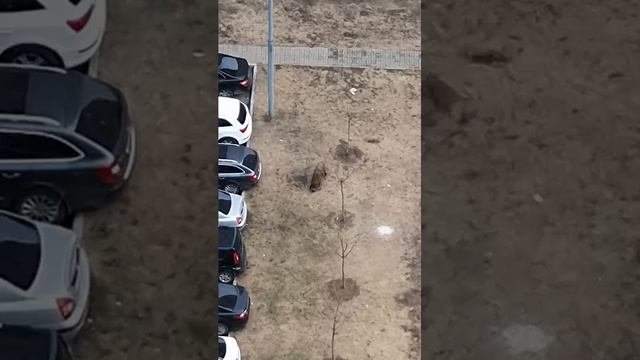 НОВЫЕ ПРИКЛЮЧЕНИЯ КАБАНЧИКА смотреть онлайн