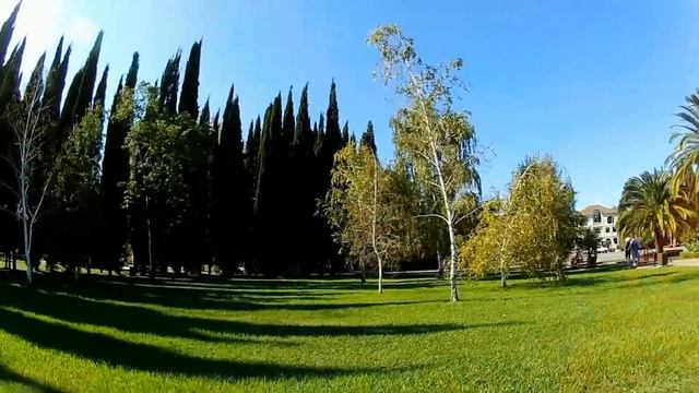 Берёза в Сочи смотреть онлайн