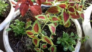 ШИКАРНЫЕ ЦВЕТОЧНЫЕ КОМПОЗИЦИИ ДЛЯ КАШПО И ГОРШКОВ.КОМБИНИРУЮ КОЛЕУСЫ С ДРУГИМИ ЦВЕТАМИ.