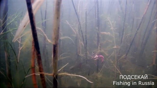 Ловля на мормышку летом. Подводные съёмки. (оз. Сугояк2) смотреть онлайн