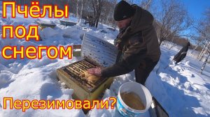Зимовка ПЧЁЛ под СНЕГОМ и в омшаннике! Состояние семей!