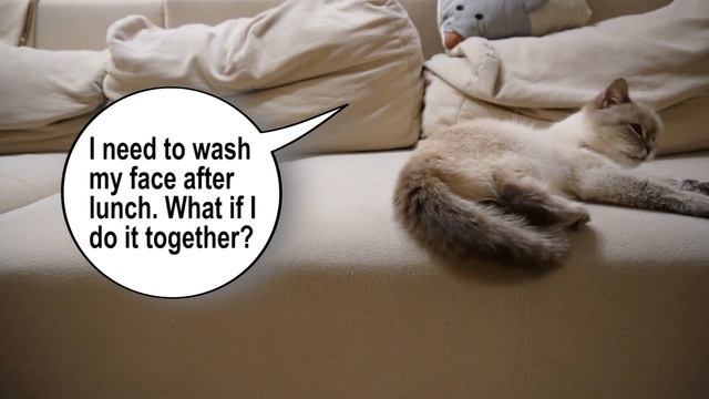 Cat’s daily routine.Review of cat food from a regular Russian store.What do I do for stray animals? смотреть онлайн