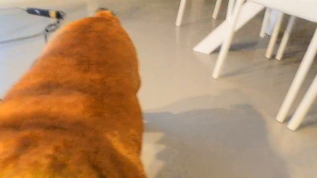 IMPOSSIBLE WATER BOTTLE FLIP TRICK SHOTS 5 !! смотреть онлайн