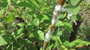 Прививки персика, шарафуги, абрикоса 04.07.2022