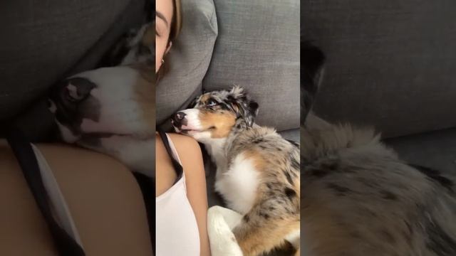 Kissing-my-Half-Asleep-Pup-to-See-Her-Re_80.mp4 смотреть онлайн