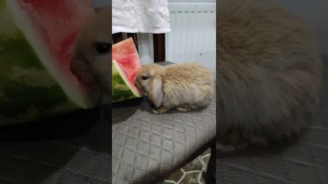 Lop-eared rubbit смотреть онлайн