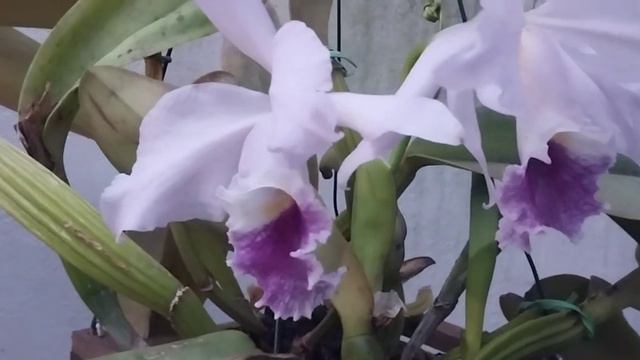 CATTLEYA LABIATA COERULEA
