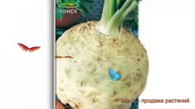 Сельдерей корневой Пражский гигант ? обзор: как сажать, семена сельдерея Пражский гигант смотреть онлайн