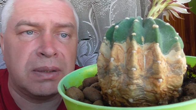 Сегодня 11 июня 2022 год. Цветёт кактус. У кактуса белый цветок смотреть онлайн