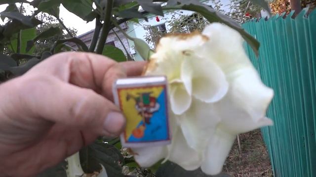 Бругмансия махровая белая смотреть онлайн