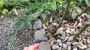 Когда обрезать розы на юге? Советы по обрезке роз осенью.