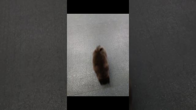 тренировка нашей выпускницы Луны? #puppy #шипперке #schipperke #собака #схипперке #тренировка смотреть онлайн