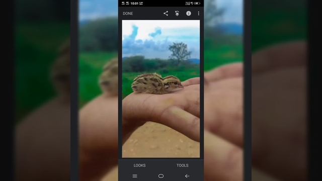 Lightroom cc & Snapseed Editz....? смотреть онлайн