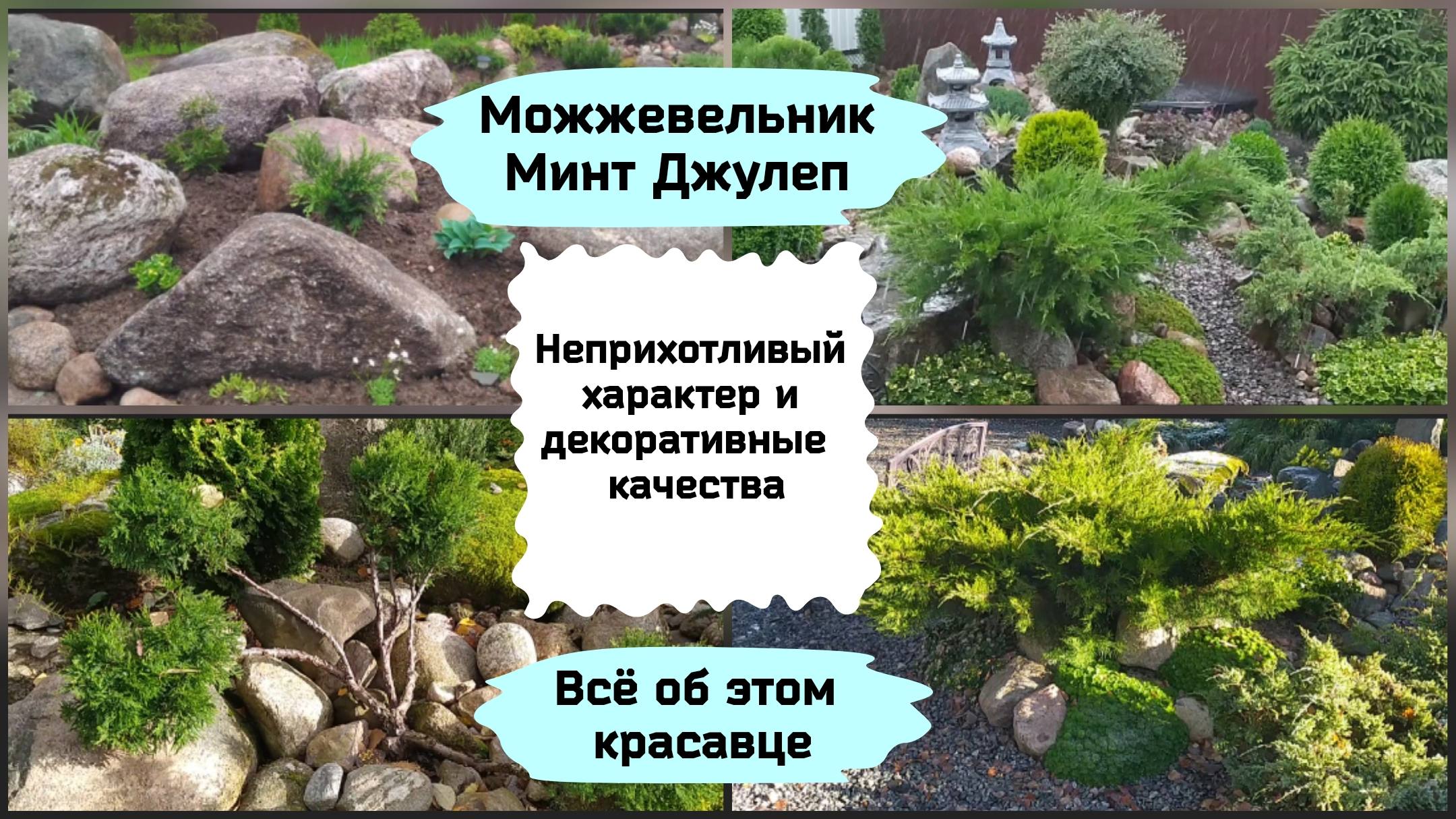 Можжевельник Минт Джулеп. смотреть онлайн