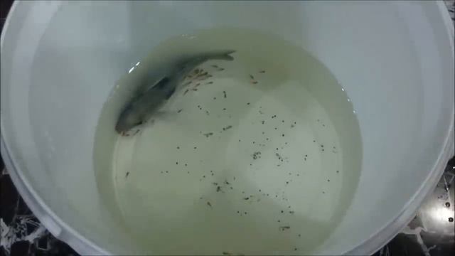 Dolphin 75 Gives Birth To Baby Fish ???? #fish #fishingvideo