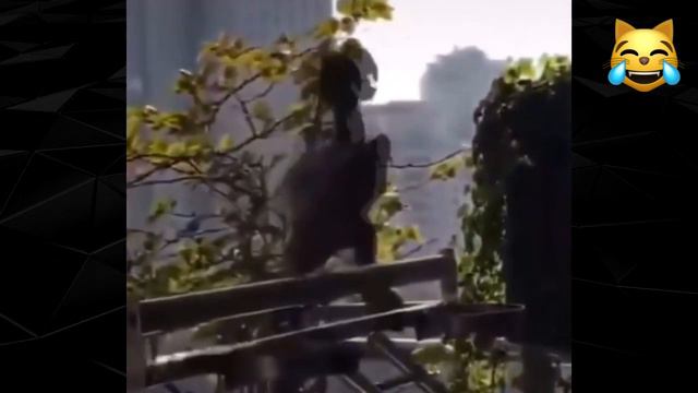 СМЕШНЫЕ ЖИВОТНЫЕ выпуск #12/ПРИКОЛЫ/Мохнатые штаны/Furry pants/FUNNY ANIMALS part #12 смотреть онлайн