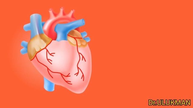 Эркектин бел кубатын күчөтүүчү илимий сунуштар.