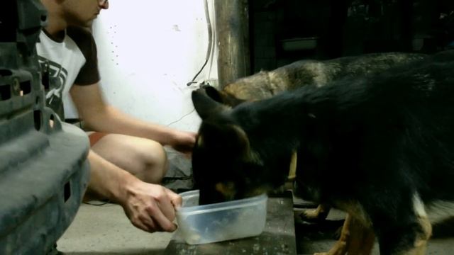 Кормление немецких овчарок смотреть онлайн