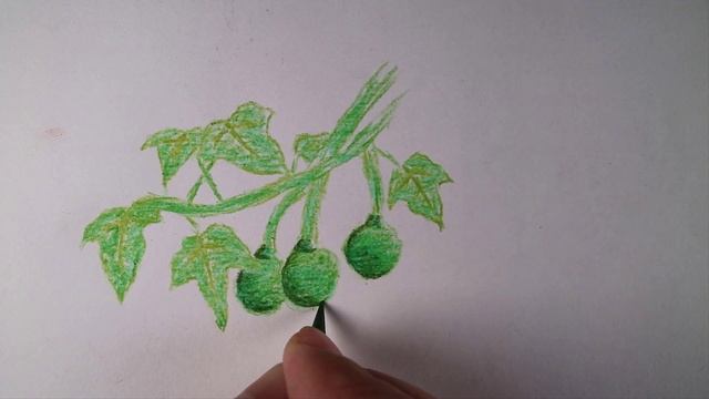 How to draw a candlenut (Lama) plant with color pencil freehand смотреть онлайн