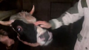 Предпродажный замер бычка по мерной ленте. Сколько весит двух годовалый бык?