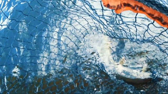 GRUNDENS PAL OPEN. Щуки монстры и скандал на борту