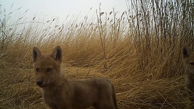 Волчата попали в поле зрения фотоловушки смотреть онлайн