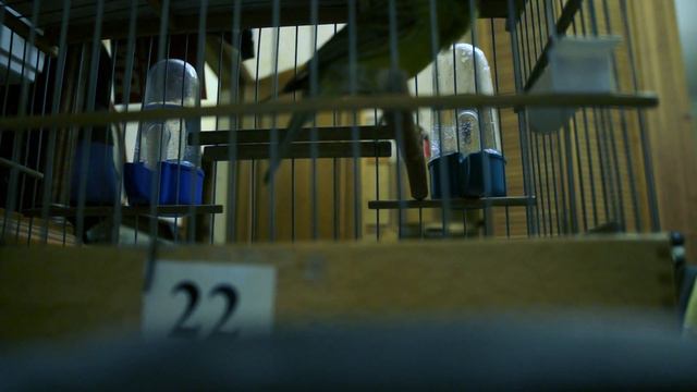 Восьмимесячные зеленые самцы ФПРК смотреть онлайн