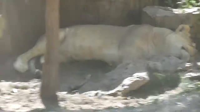 Львы в рижском зоопарке. смотреть онлайн