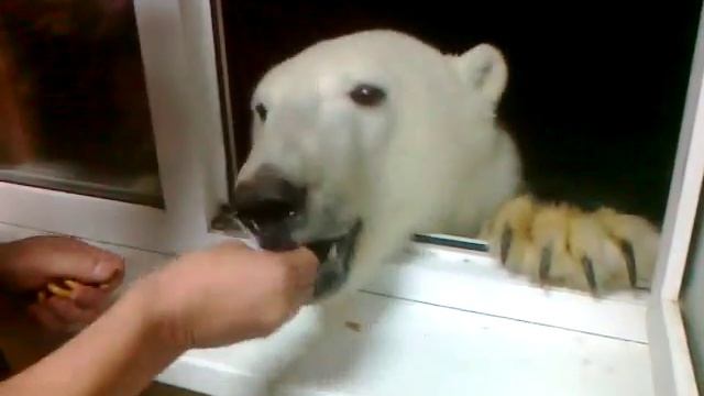 Маленький мишка смотреть онлайн