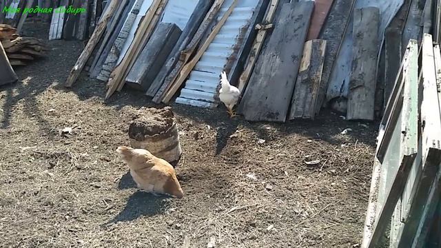 Выпустили цыплят на улицу первый раз. Гусята тоже на улице. Петух Нюрку не принимает вообще! смотреть онлайн